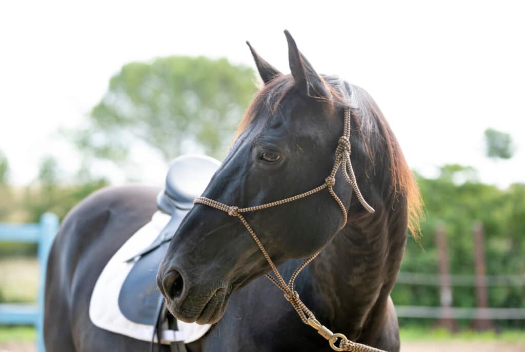 Gros plan sur un cheval noir portant un licol en corde et une selle, regardant calmement sur le côté.