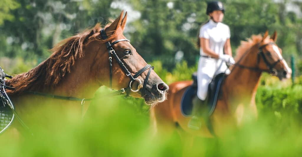Un cheval brun en harnais au premier plan. Derrière, une cavalière en tenue blanche et casque monte son cheval, entourée de verdure et soleil.