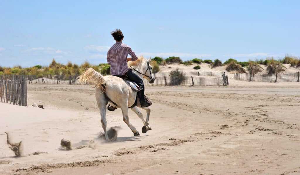 Cavalier sur cheval blanc de Camargue galopant sur une plage de sable, soulevant du sable. Dunes et clôtures en bois sous un ciel clair.