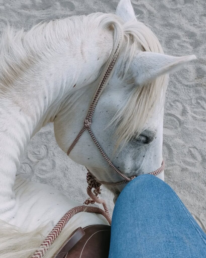 Cheval blanc doux en licol tressé, sa tête près de la jambe en jean d'une personne, sur sable clair.