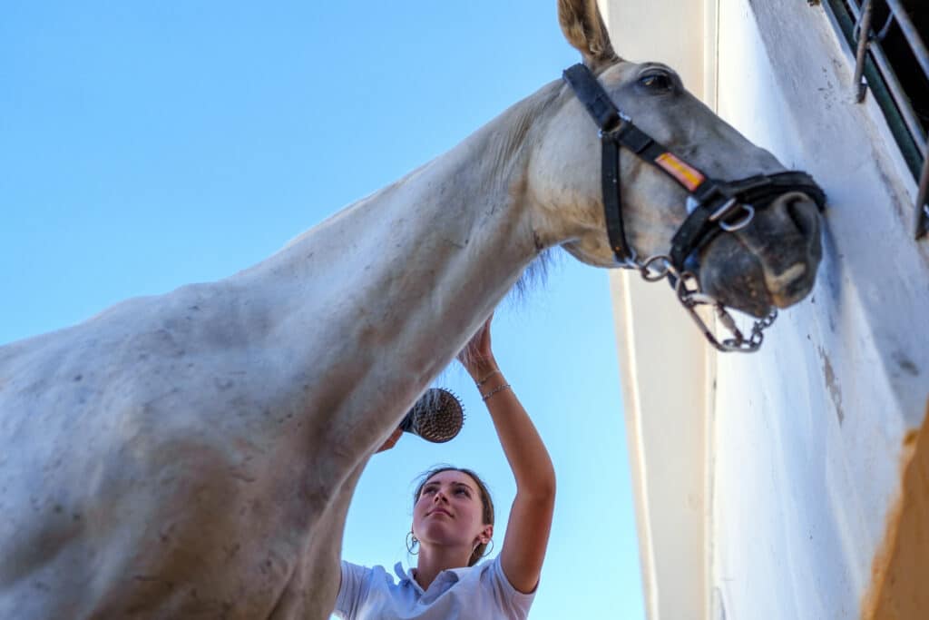 Jeune femme brossant un cheval blanc sous un ciel bleu. Vue d'en bas, la femme regarde le cheval avec attention et affection.