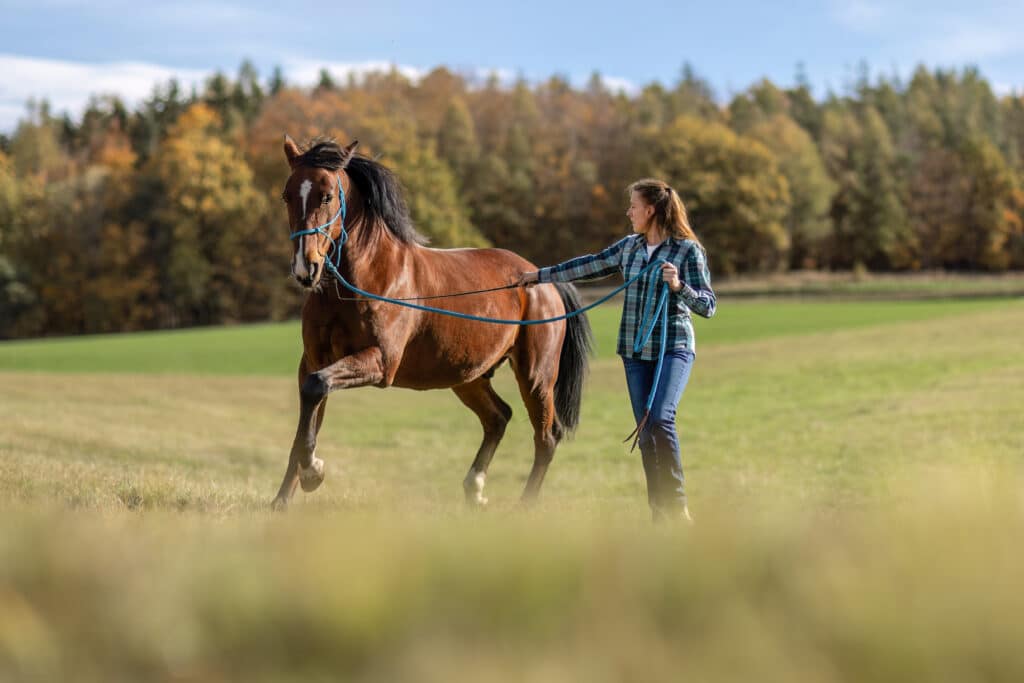 Femme en chemise à carreaux menant un cheval brun au trot dans un champ en automne, arbres colorés en arrière-plan.