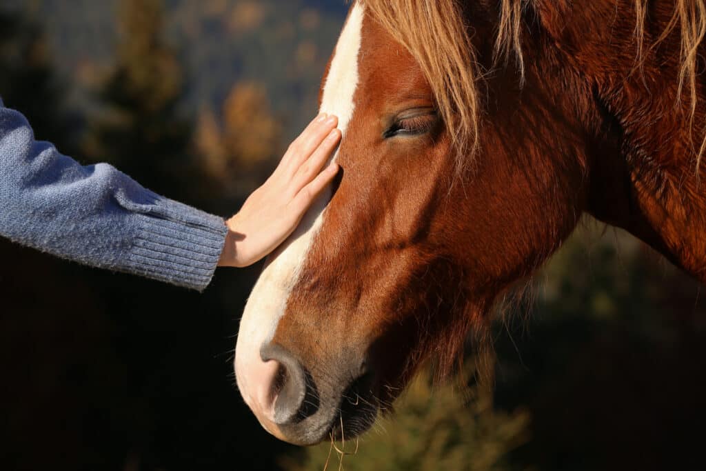 Main vêtue d'un pull bleu caressant la tête apaisée d'un cheval alezan à la flamme blanche, œil clos, fond flou.