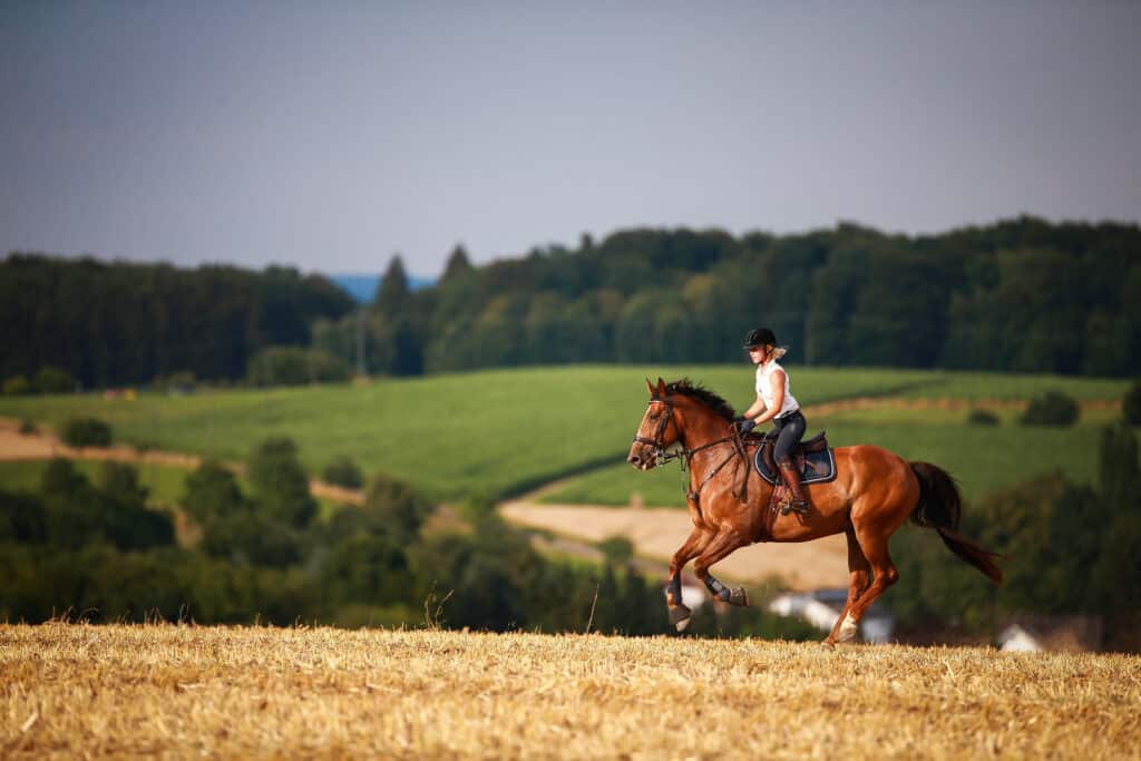Horsewoman with horse galloping on a stubble field in summer photographed from the front from some distance.
